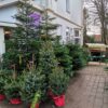 Nordmann Kerstboom 125 - 150 CM - Afbeelding 11