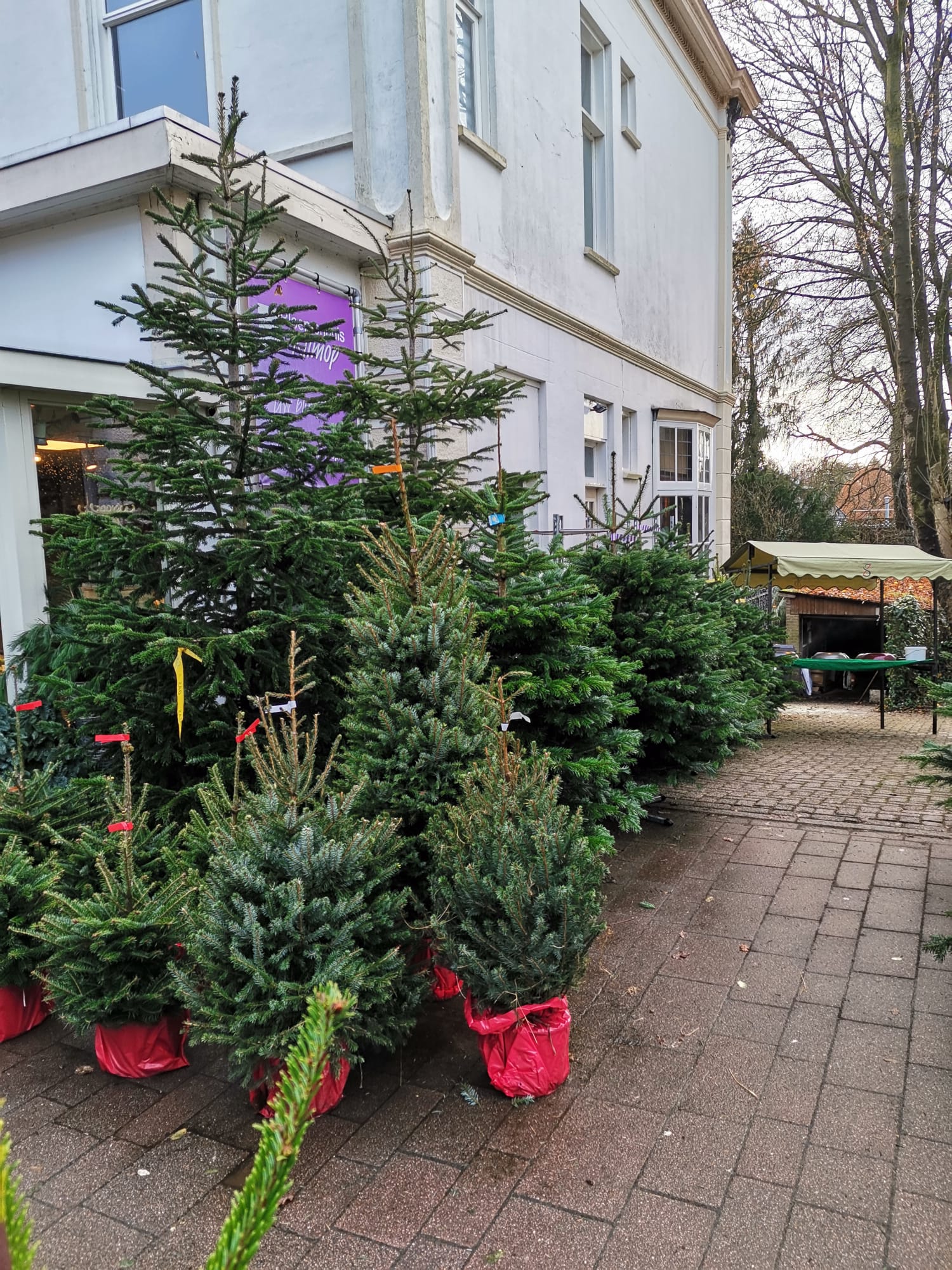 Nordmann Kerstboom 300 400 CM Van Onna Kerstbomen