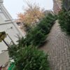 Nordmann Kerstboom 125 - 150 CM - Afbeelding 10