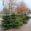 Nordmann Kerstboom 125 - 150 CM - Afbeelding 12