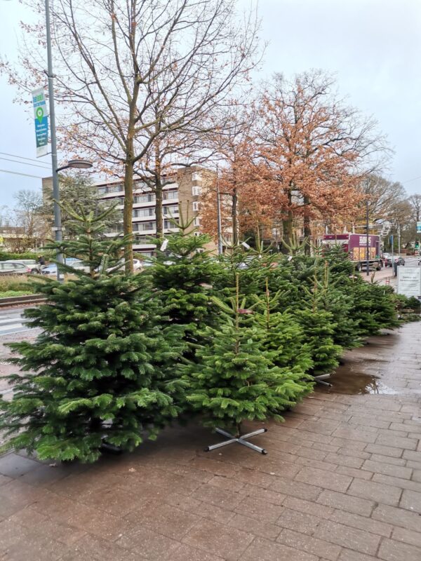 Nordmann Kerstboom 300 - 400 CM - Image 12