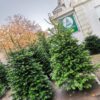 Nordmann Kerstboom 125 - 150 CM - Afbeelding 4