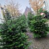 Nordmann Kerstboom 125 - 150 CM - Afbeelding 5