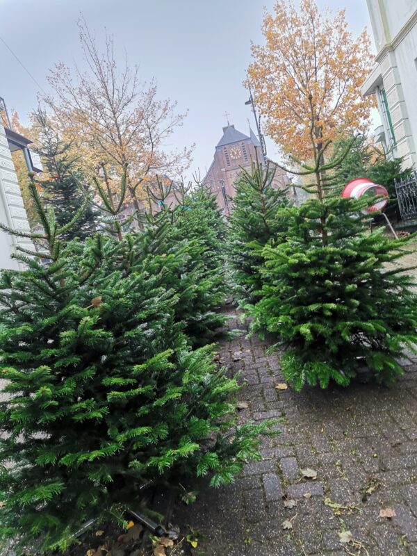 Nordmann Kerstboom 300 - 400 CM - Image 5