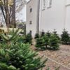 Nordmann Kerstboom 125 - 150 CM - Afbeelding 6