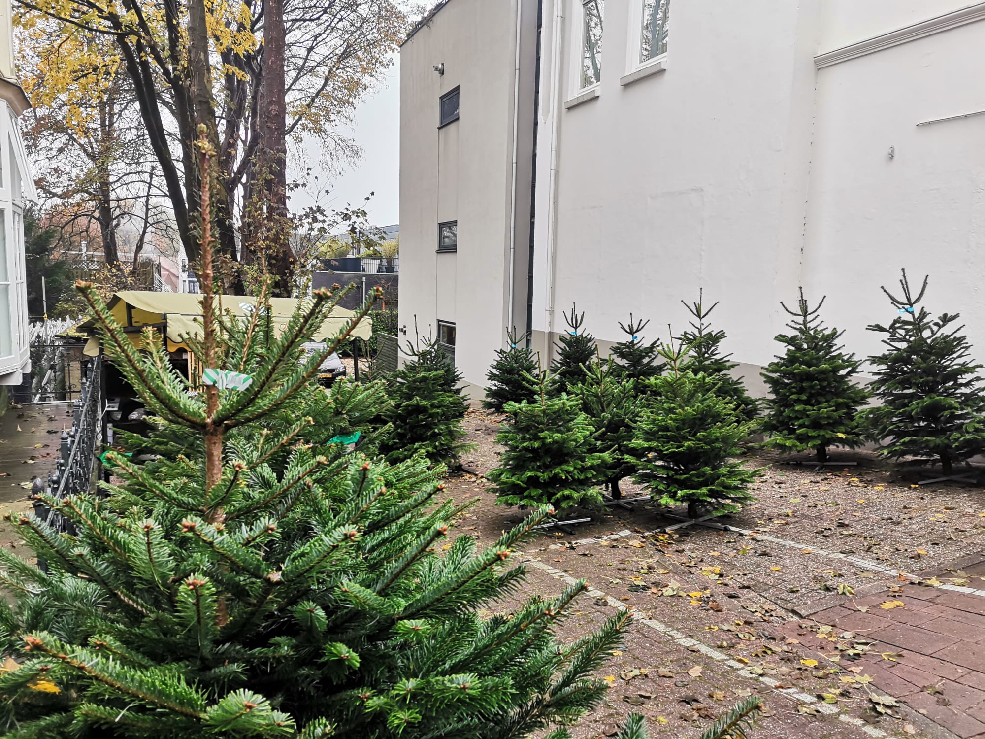 Nordmann Kerstboom 150 - 175 CM - Van Onna Kerstbomen