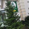 Nordmann Kerstboom 125 - 150 CM - Afbeelding 7