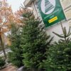 Nordmann Kerstboom 125 - 150 CM - Afbeelding 8