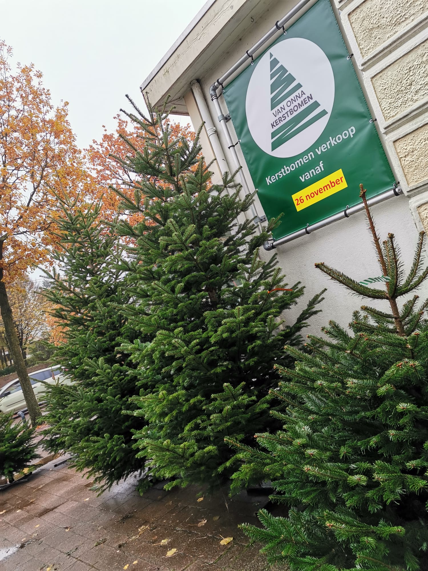 Nordmann Kerstboom Cm Van Onna Kerstbomen