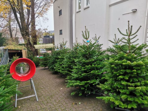 Nordmann Kerstboom 300 - 400 CM - Image 9