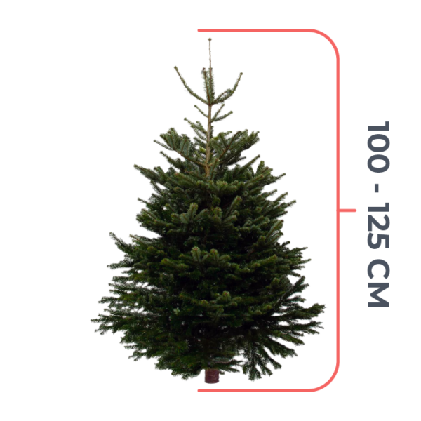 Nordmann Kerstboom 100 - 125 CM