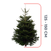 Nordmann Kerstboom 125 - 150 CM