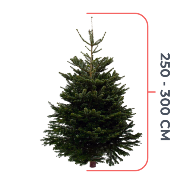 Nordmann Kerstboom 250 - 300 CM