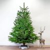 Nordmann Kerstboom 125 - 150 CM - Afbeelding 2