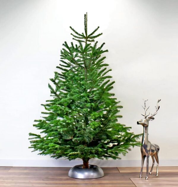 Nordmann Kerstboom 300 - 400 CM - Image 2